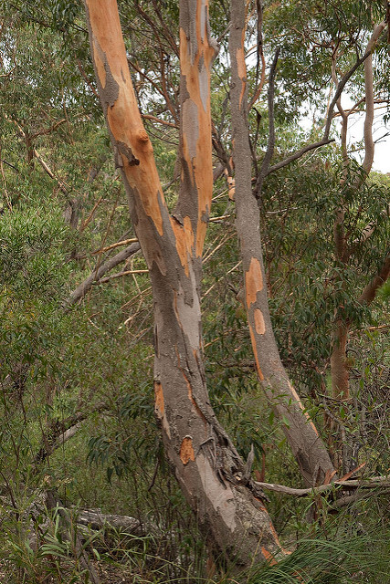 Eucalyptus punctata