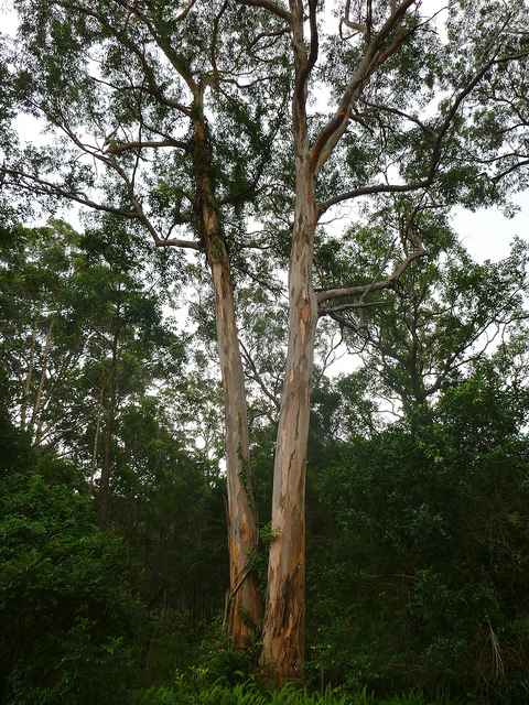 Eucalyptus punctata