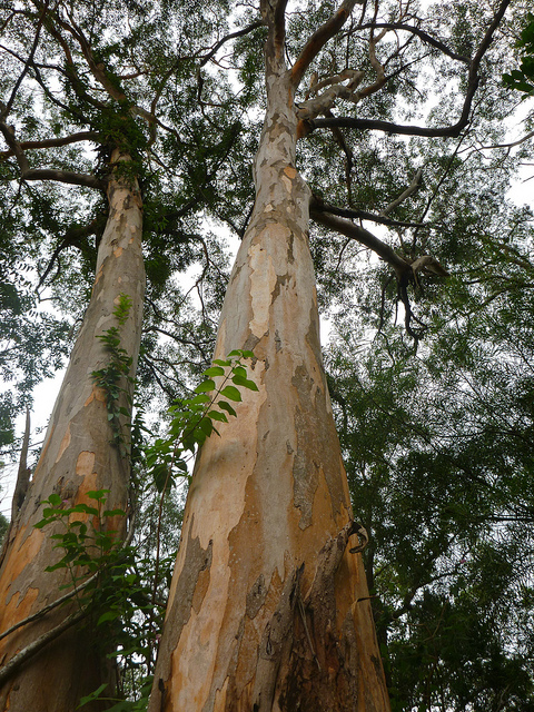 Eucalyptus punctata