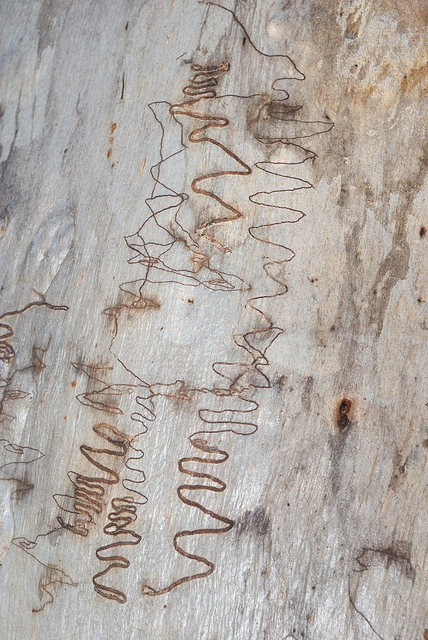 Eucalyptus racemosa