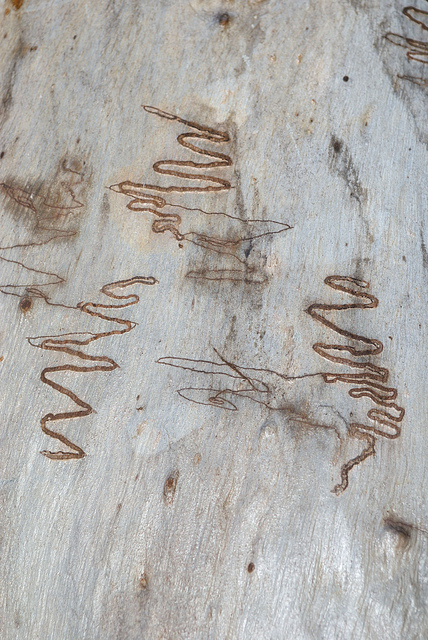 Eucalyptus racemosa