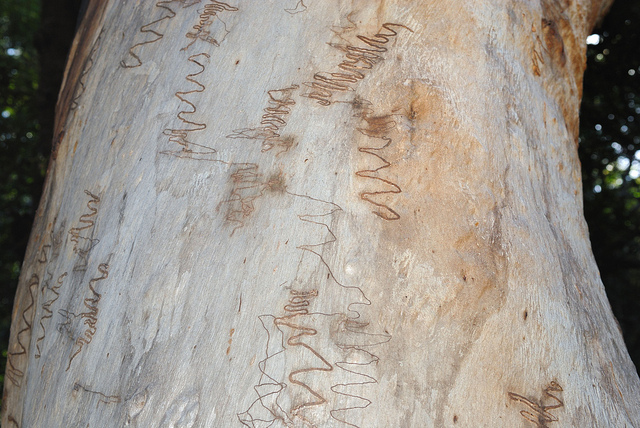 Eucalyptus racemosa