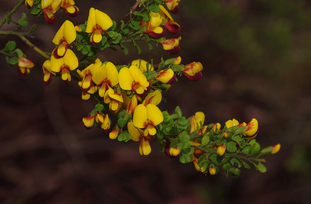 Eucalyptus racemosa