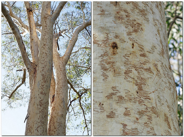 Eucalyptus racemosa
