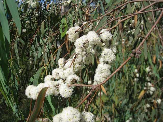 Eucalyptus radié