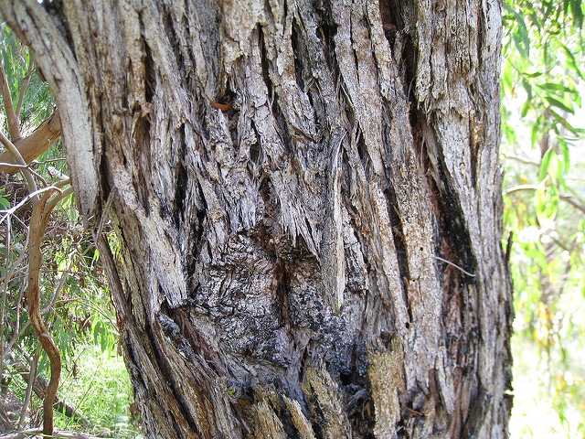 Eucalyptus radié