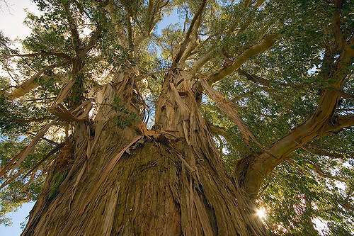 Eucalyptus regnans (Eucalyptus regnans)