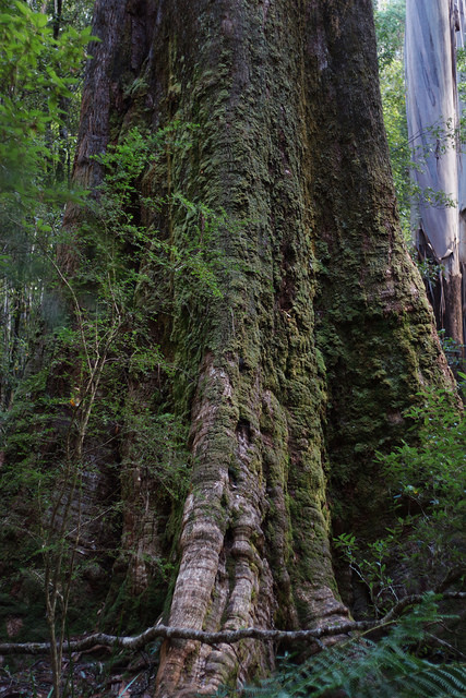 Eucalyptus regnans