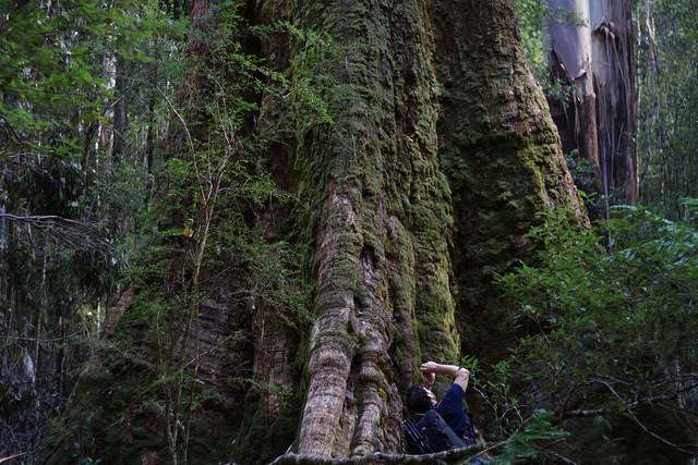 Eucalyptus regnans
