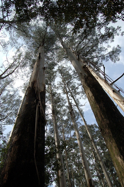 Eucalyptus regnans