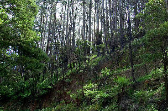 Eucalyptus regnans