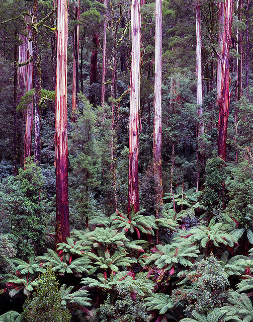 Eucalyptus regnans