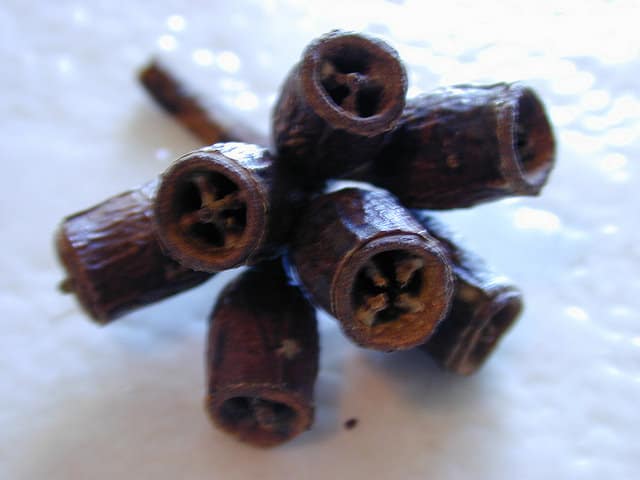 Eucalyptus des marais