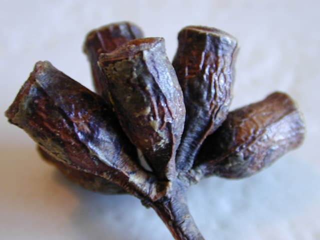 Eucalyptus des marais