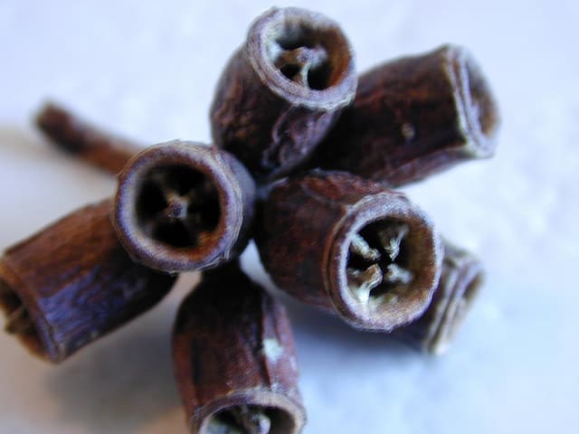 Eucalyptus des marais