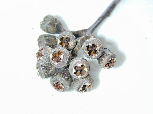 Eucalyptus rudis