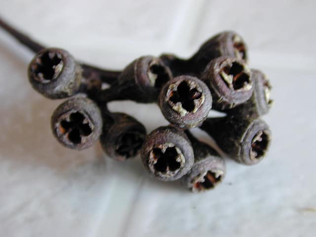 Eucalyptus rudis
