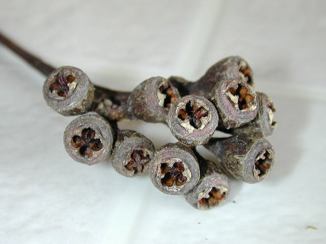 Eucalyptus rudis