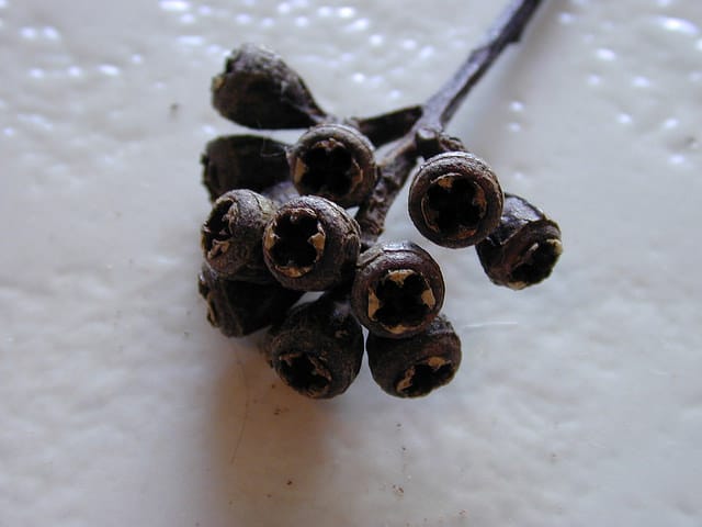 Eucalyptus rudis (Eucalyptus rudis)