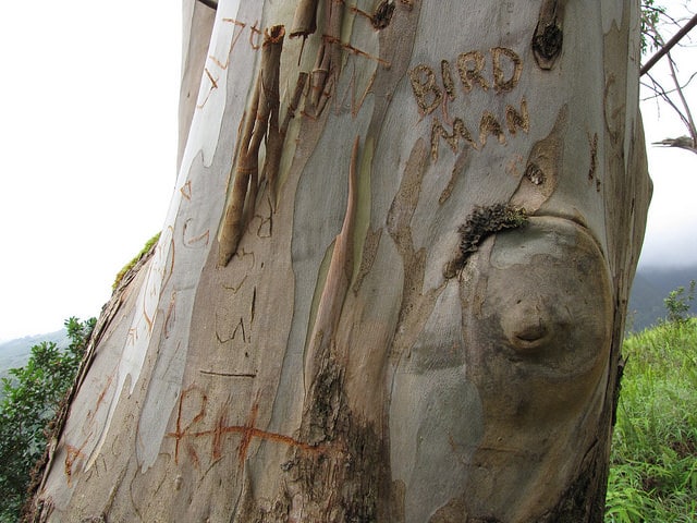Eucalyptus saligna