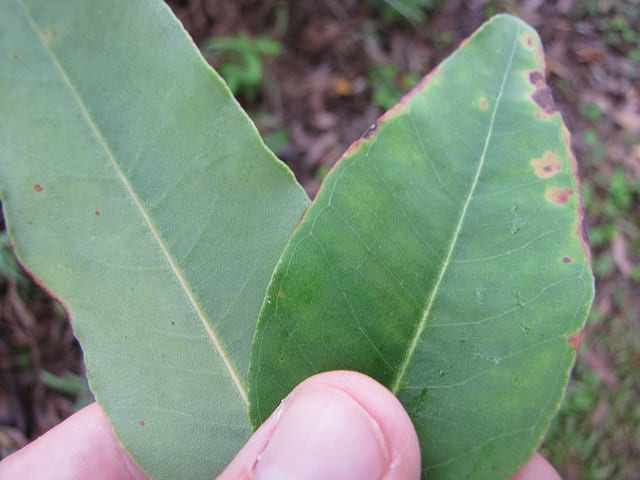 Eucalyptus saligna