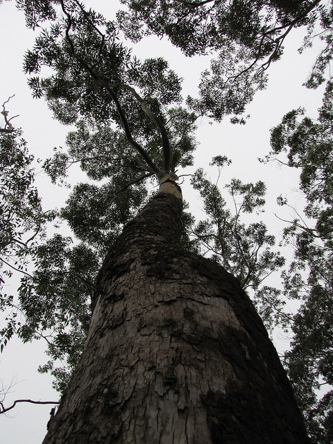 Eucalyptus saligna