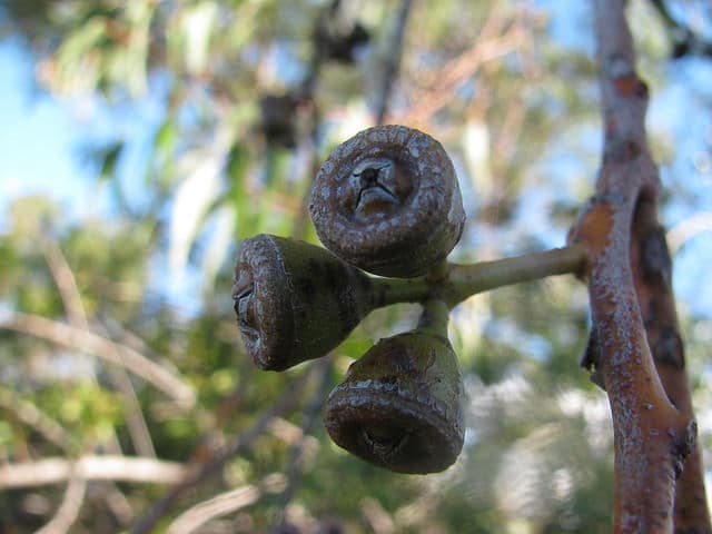 Eucalyptus saligna