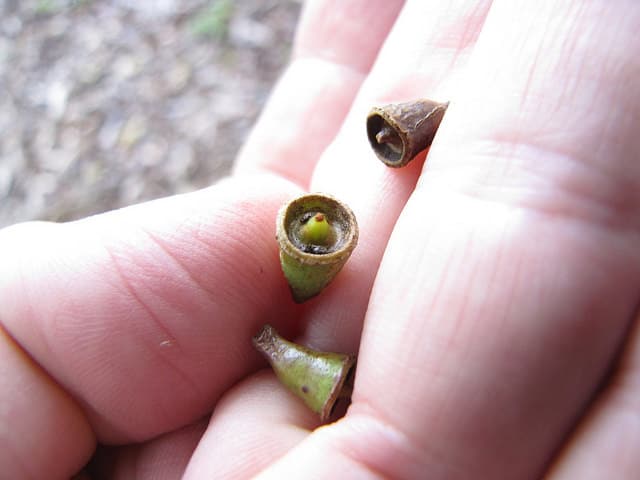 Eucalyptus saligna