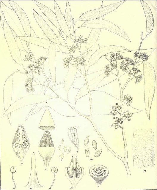 Eucalyptus salmonophloia