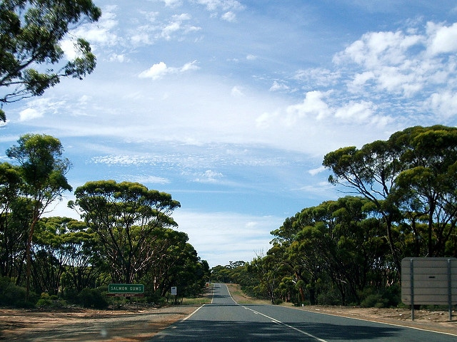 Eucalyptus salmonophloia
