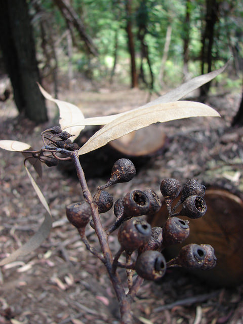 Eucalyptus sideroxylon