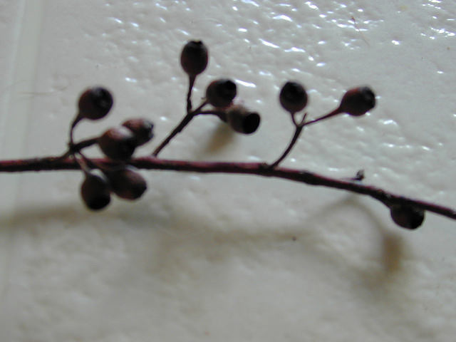 Eucalyptus sideroxylon