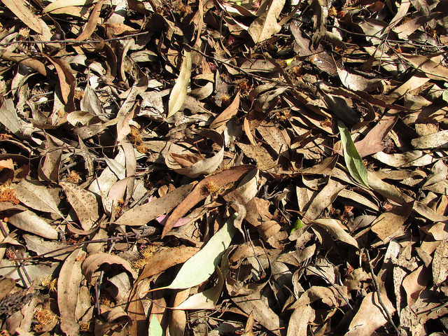 Eucalyptus sideroxylon