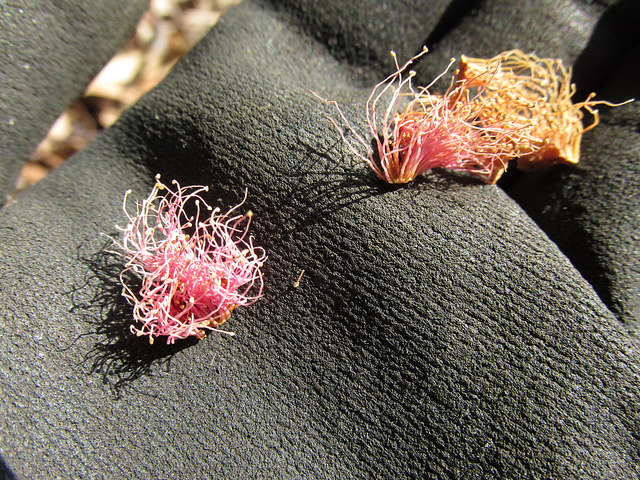 Eucalyptus sideroxylon