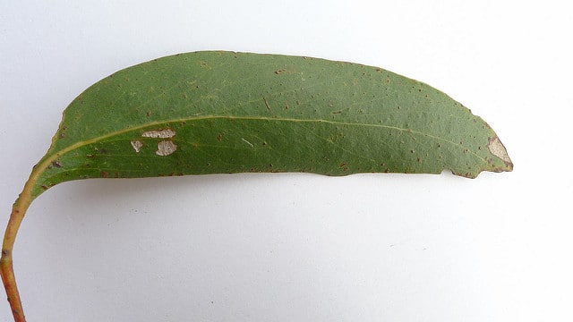 Eucalyptus sieberi