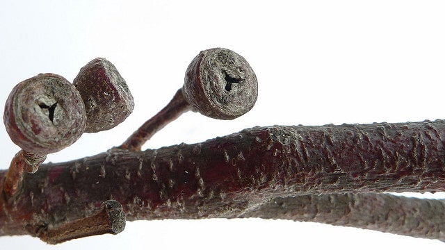Eucalyptus sieberi