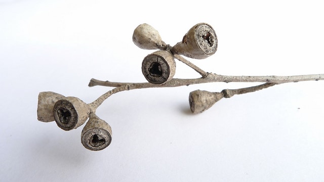 Eucalyptus sieberi