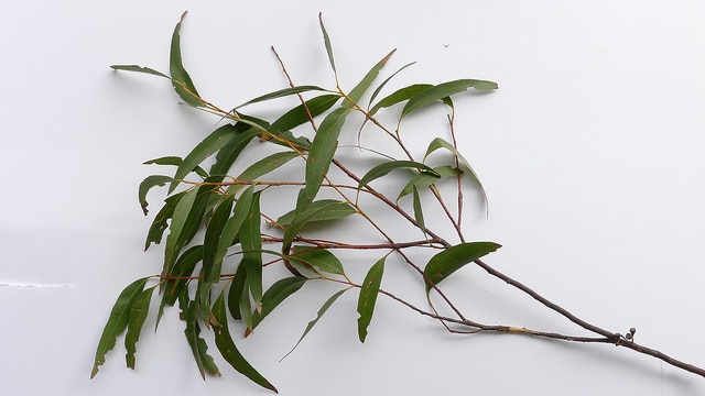 Eucalyptus sieberi