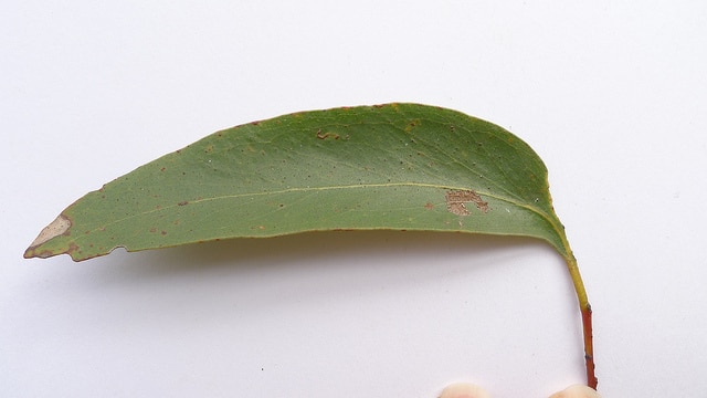 Eucalyptus sieberi