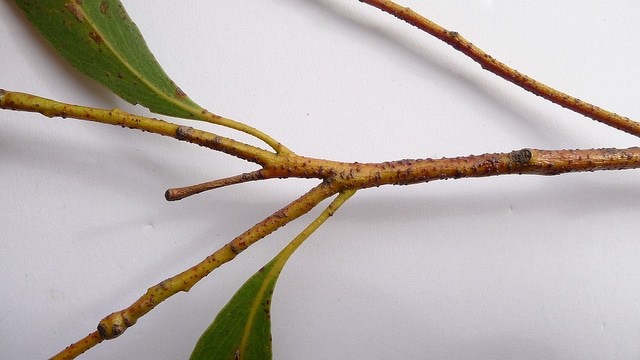 Eucalyptus sieberi (Eucalyptus sieberi)