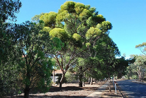 Eucalyptus spathulata