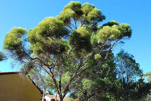 Eucalyptus spathulata