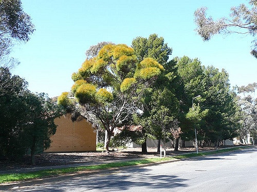 Eucalyptus spathulata