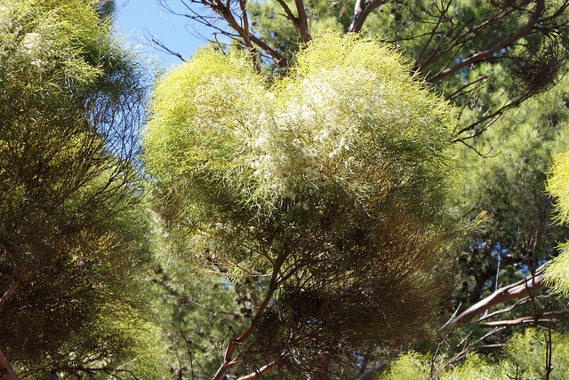 Eucalyptus spathulata