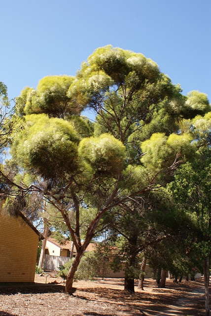 Eucalyptus spathulata