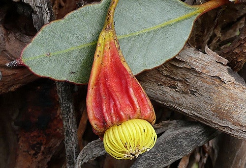 Eucalyptus stoatei