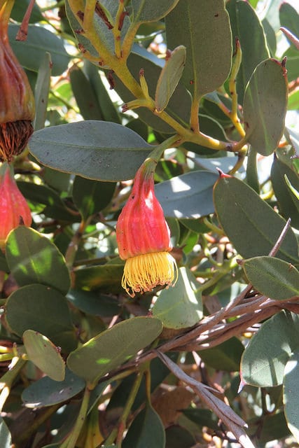 Eucalyptus stoatei