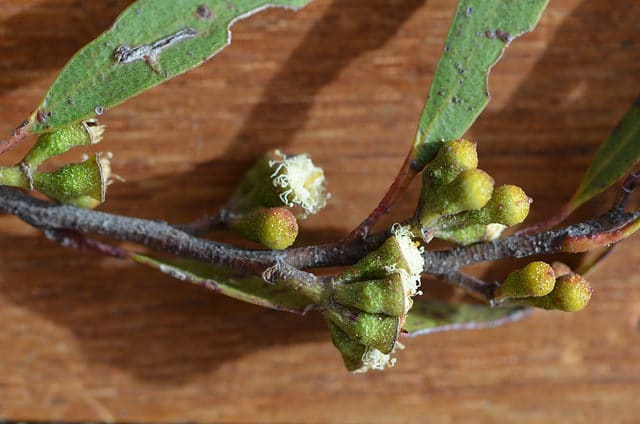 Eucalyptus stricta