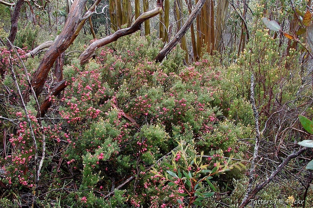 Eucalyptus subcrenulata (Eucalyptus subcrenulata)