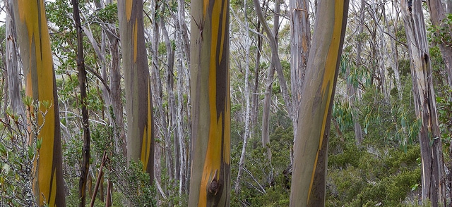 Eucalyptus subcrenulata